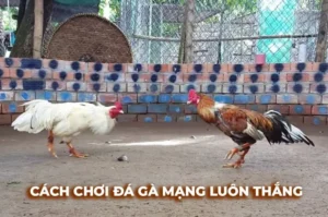 Bí Quyết Cá Cược Đá Gà Sabong Xoso66 Từ Chuyên Gia Hàng Đầu 3 Bí Quyết Cá Cược Đá Gà Sabong Xoso66 Từ Chuyên Gia Hàng Đầu