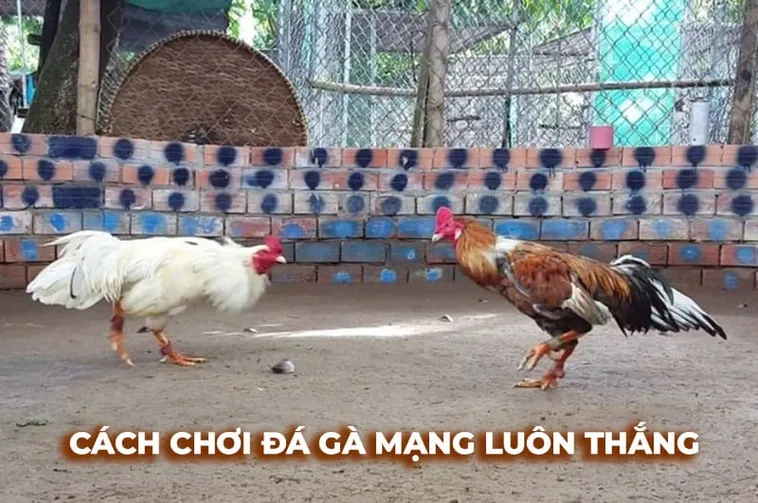 Bí Quyết Cá Cược Đá Gà Sabong Xoso66 Từ Chuyên Gia Hàng Đầu 1 Bí Quyết Cá Cược Đá Gà Sabong Xoso66 Từ Chuyên Gia Hàng Đầu